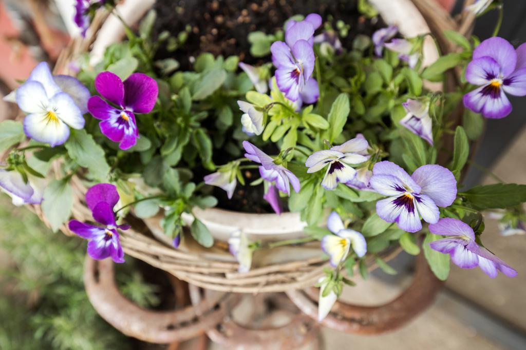 Agriturismo Jesson Rosamund คานตู ภายนอก รูปภาพ